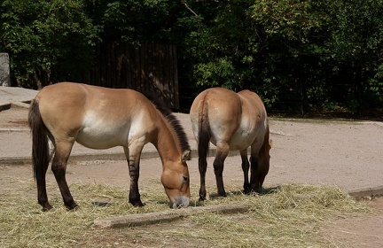 zoo04