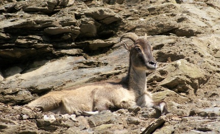 zoo09