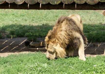 zoo13
