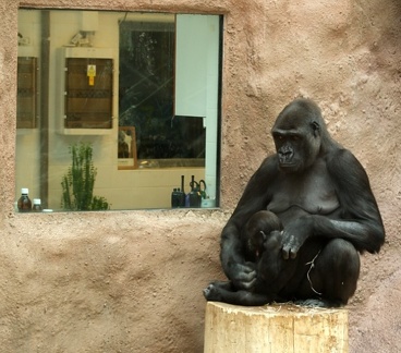 zoo15