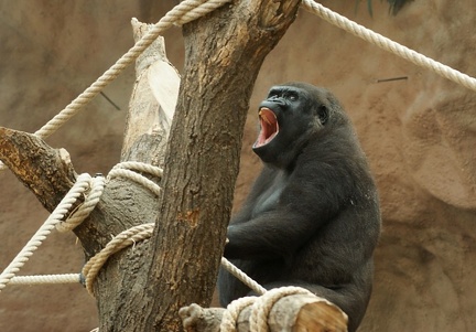 zoo16