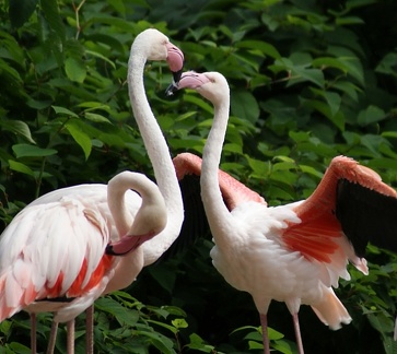zoo19