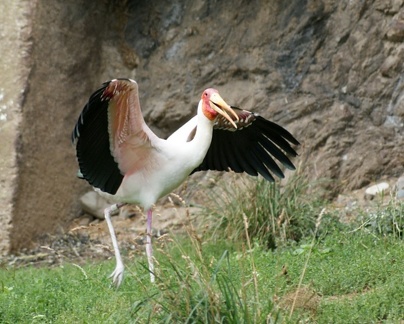 zoo25