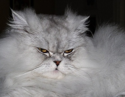 Andy - šelma divoká :-)