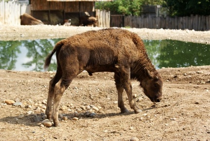 zoo07